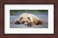 Framed Bear Life X