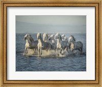 Framed Water Horses VI