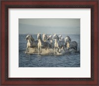 Framed Water Horses VI