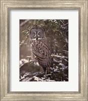 Framed Owl in the Snow I