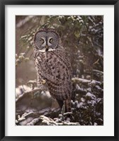 Framed Owl in the Snow I