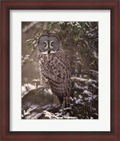 Framed Owl in the Snow I