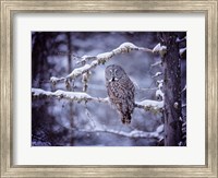 Framed Owl in the Snow II
