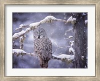 Framed Owl in the Snow III