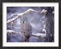 Framed Owl in the Snow III