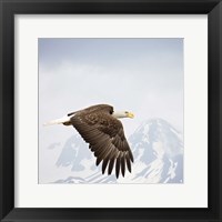 Framed Majestic Eagle I