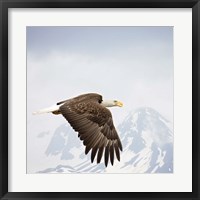 Framed Majestic Eagle I