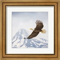 Framed Majestic Eagle II