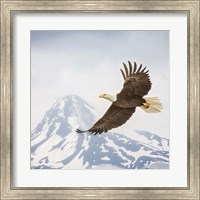 Framed Majestic Eagle II