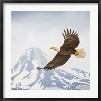 Framed Majestic Eagle II