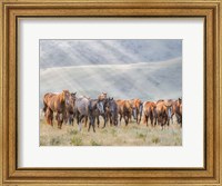 Framed Sunkissed Horses III