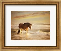 Framed Sunkissed Horses V