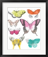 Chromatic Butterflies II Framed Print