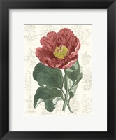 Framed Peony Flower Garden I