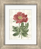 Framed Peony Flower Garden II