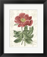 Framed Peony Flower Garden II