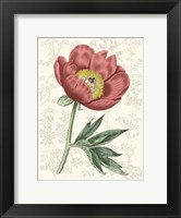 Framed Peony Flower Garden III