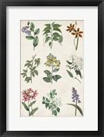 Botanical Chart I Framed Print