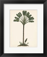 Framed Palm Tree Study I