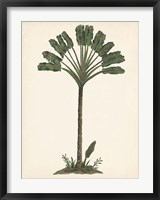 Framed Palm Tree Study I
