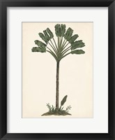 Palm Tree Study I Framed Print
