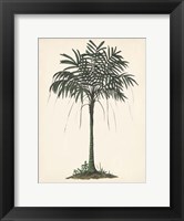Framed Palm Tree Study II