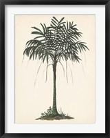 Framed Palm Tree Study II