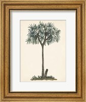 Framed Palm Tree Study III