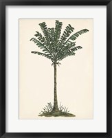 Framed Palm Tree Study IV