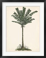Framed Palm Tree Study IV