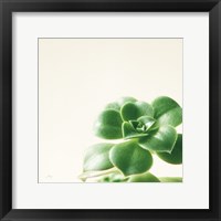 Framed Succulent Simplicity VIII Neutral