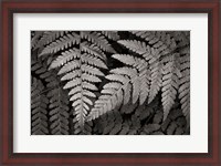 Framed Lady Fern II