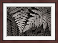 Framed Lady Fern II