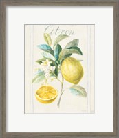 Framed 'Floursack Lemon IV v2' border=