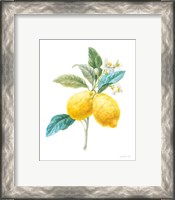 Framed 'Floursack Lemon IV on White' border=