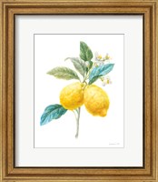 Framed Floursack Lemon IV on White