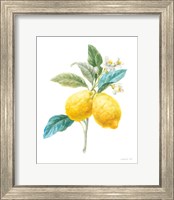 Framed Floursack Lemon IV on White