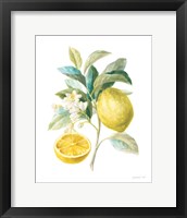 Floursack Lemon III on White Framed Print