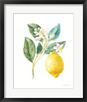 Framed Floursack Lemon I on White