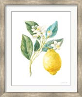 Framed Floursack Lemon I on White