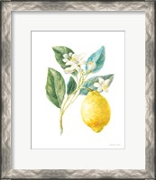 Framed Floursack Lemon I on White