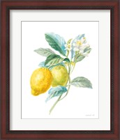 Framed Floursack Lemon II on White