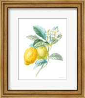 Framed Floursack Lemon II on White