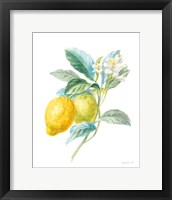 Floursack Lemon II on White Framed Print