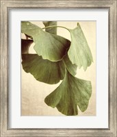 Framed Gingko Color