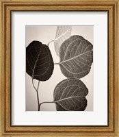 Framed Eucalyptus Sepia