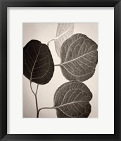 Framed Eucalyptus Sepia