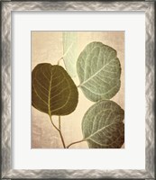 Framed 'Eucalyptus Color' border=