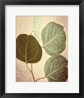 Framed Eucalyptus Color