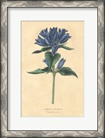 Framed Campanula Vintage